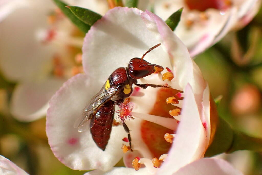 Meroglossa rubricata on Geraldton wax flower (Chamelaucium uncinatum), Midwest WA © Gary Taylor