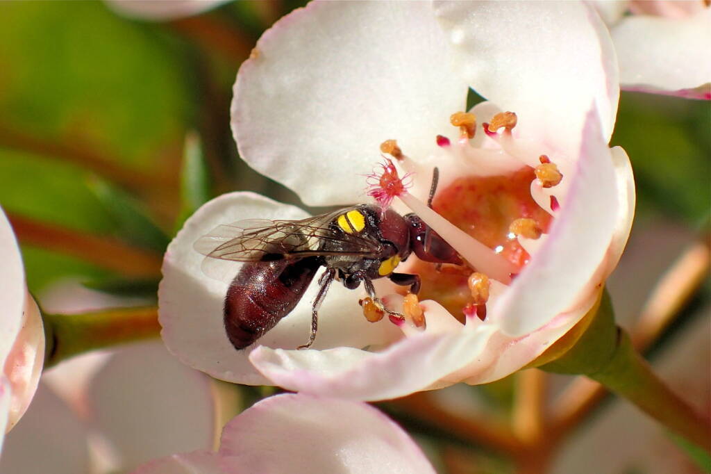 Meroglossa rubricata on Geraldton wax flower (Chamelaucium uncinatum), Midwest WA © Gary Taylor