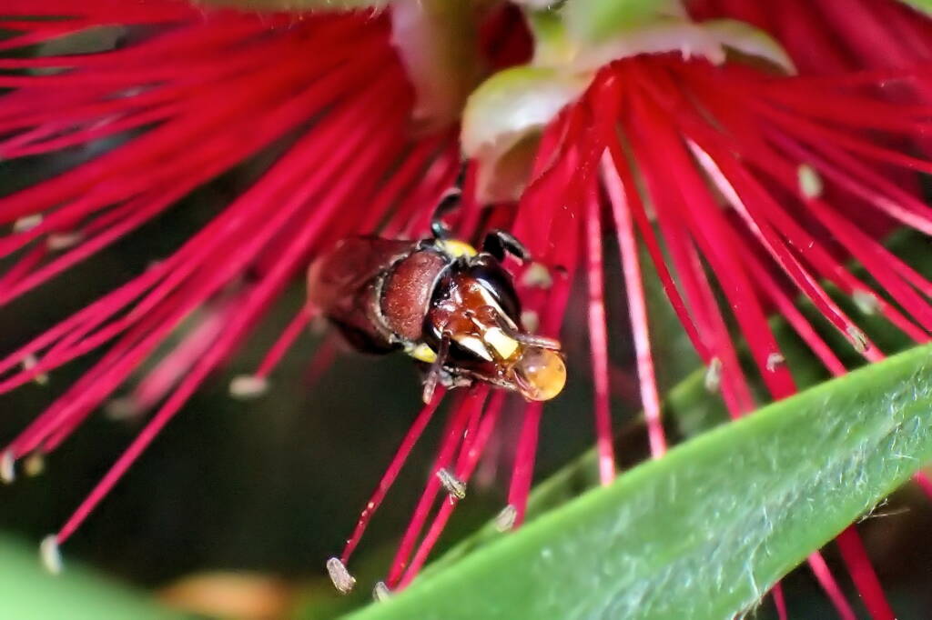 Male Meroglossa rubricata, Midwest WA © Gary Taylor