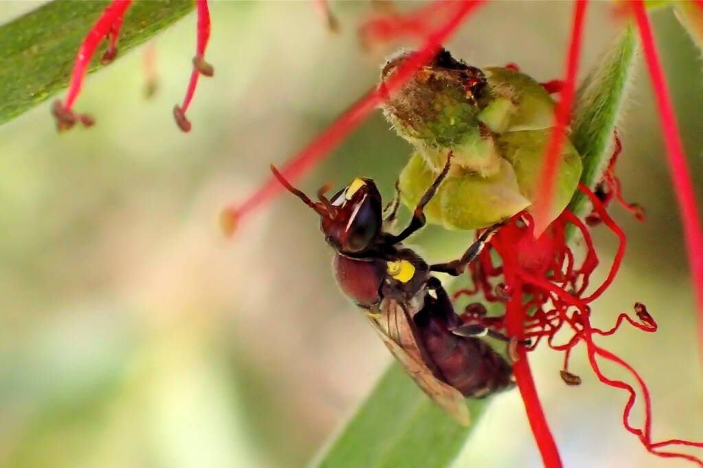 Male Meroglossa rubricata, Midwest WA © Gary Taylor
