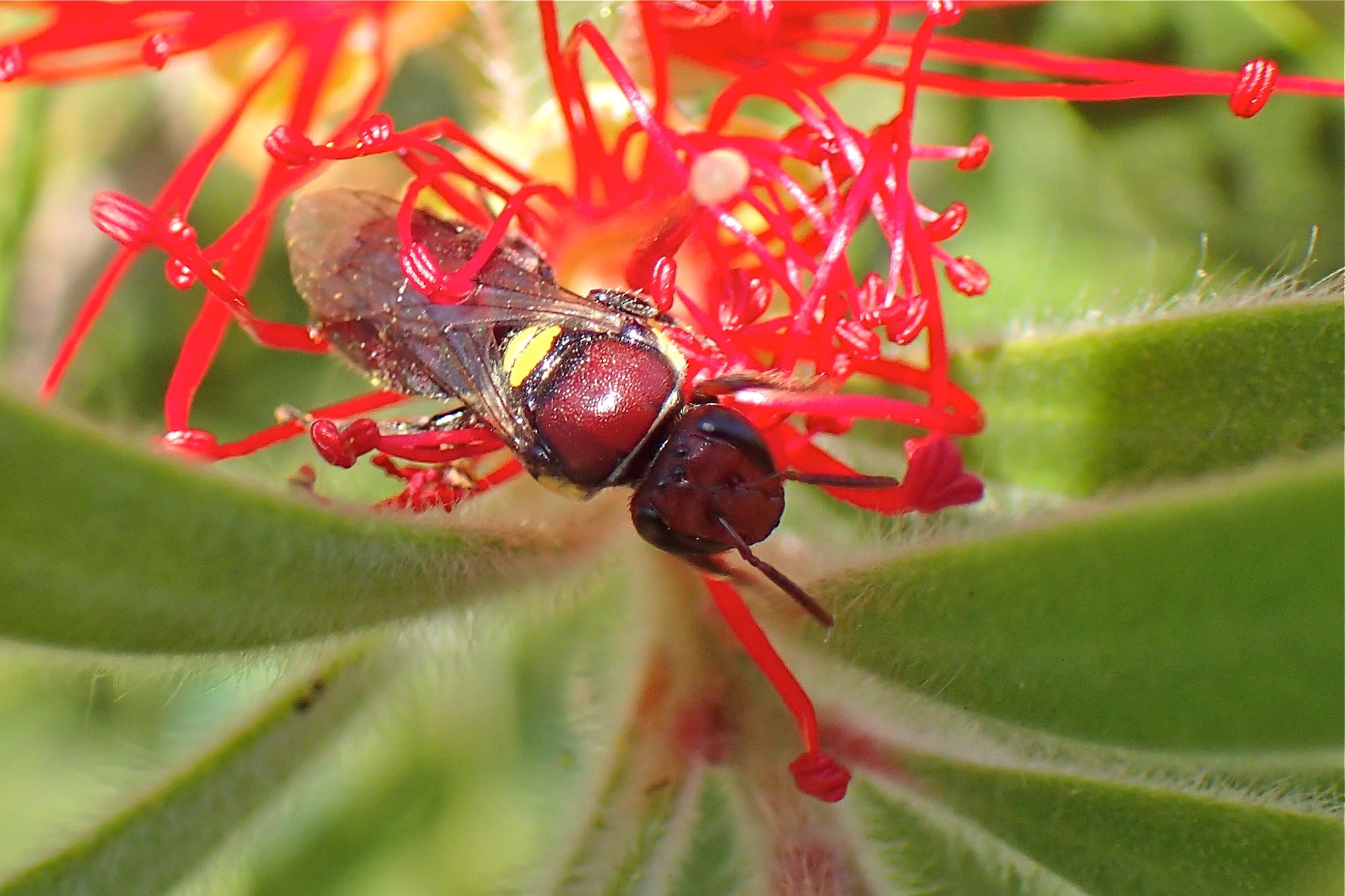 Female Meroglossa rubricata, Midwest WA © Gary Taylor