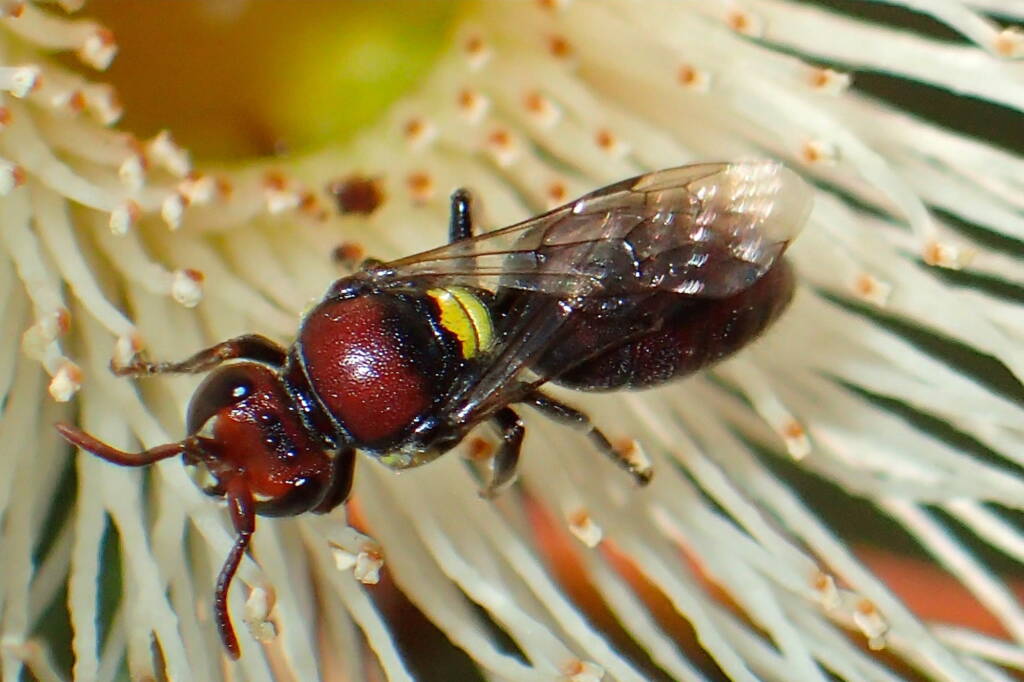 Male Meroglossa rubricata, Midwest WA © Gary Taylor
