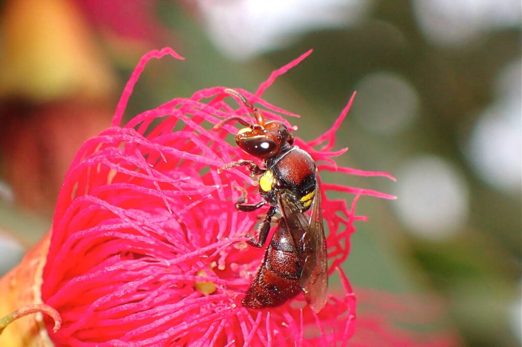 Male Meroglossa rubricata, Midwest WA © Gary Taylor