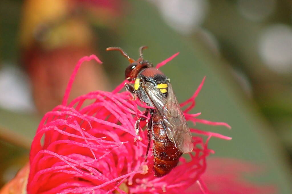 Male Meroglossa rubricata, Midwest WA © Gary Taylor