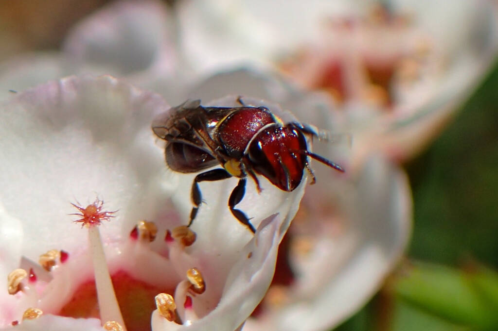 Meroglossa rubricata on Geraldton wax flower (Chamelaucium uncinatum), Midwest WA © Gary Taylor