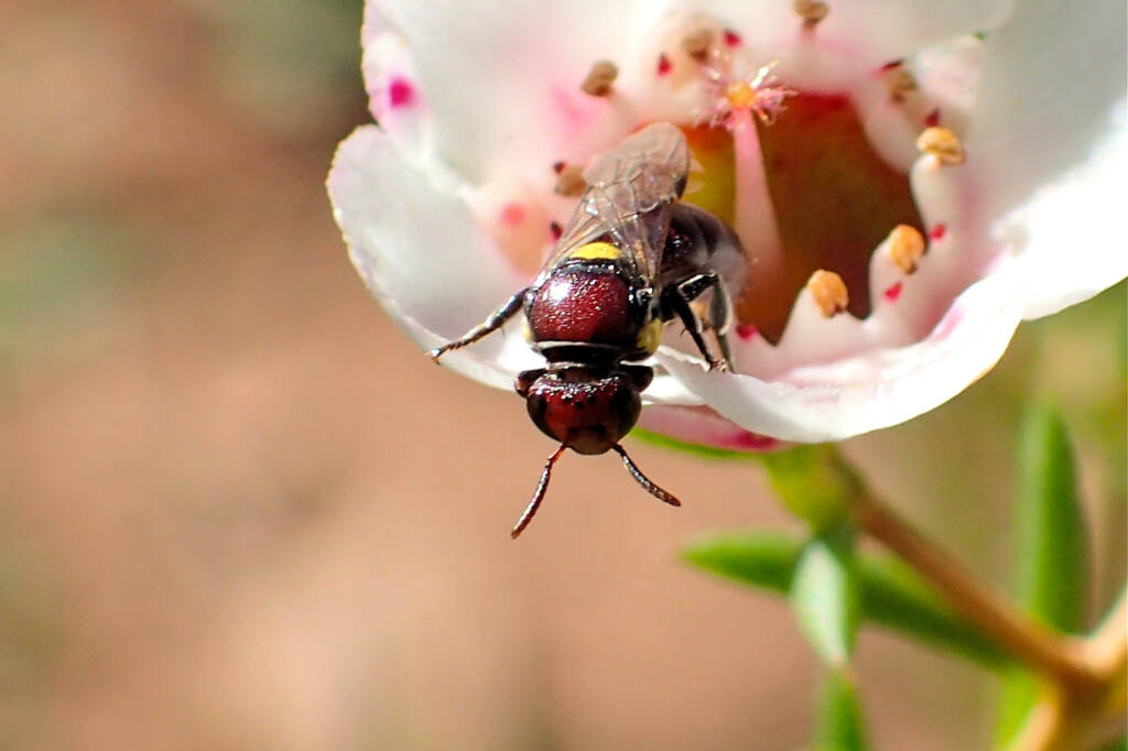 Meroglossa rubricata on Geraldton wax flower (Chamelaucium uncinatum), Midwest WA © Gary Taylor