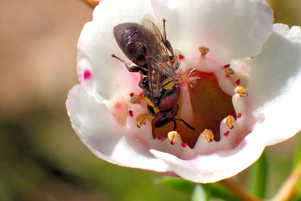 Meroglossa rubricata on Geraldton wax flower (Chamelaucium uncinatum), Midwest WA © Gary Taylor