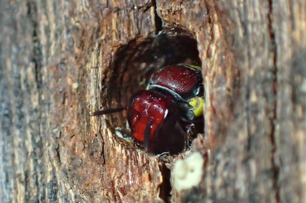 Meroglossa rubricata nesting, Midwest WA © Gary Taylor