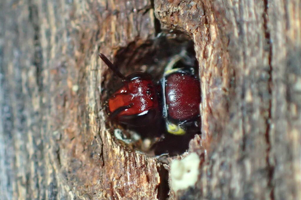 Meroglossa rubricata nesting, Midwest WA © Gary Taylor