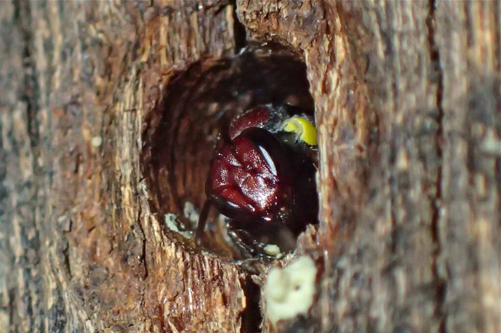 Meroglossa rubricata nesting, Midwest WA © Gary Taylor