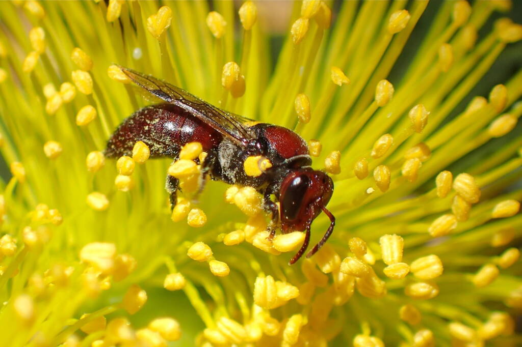 Female Meroglossa rubricata, Midwest WA © Gary Taylor