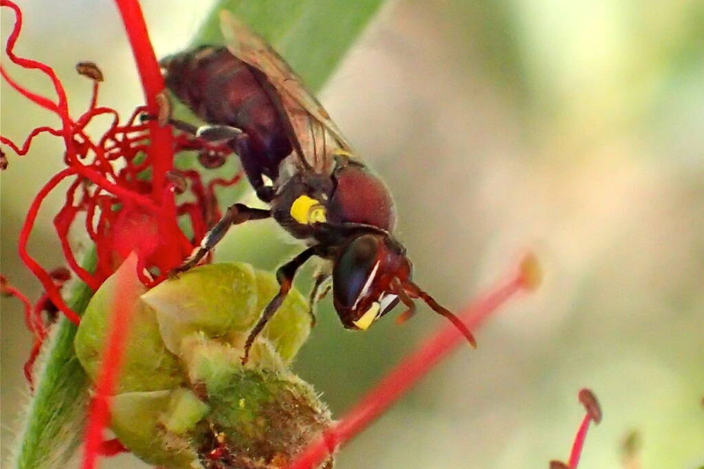 Male Meroglossa rubricata, Midwest WA © Gary Taylor