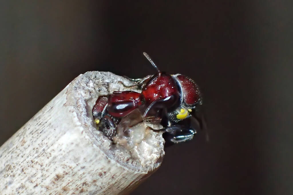 Meroglossa rubricata nesting, Midwest WA © Gary Taylor