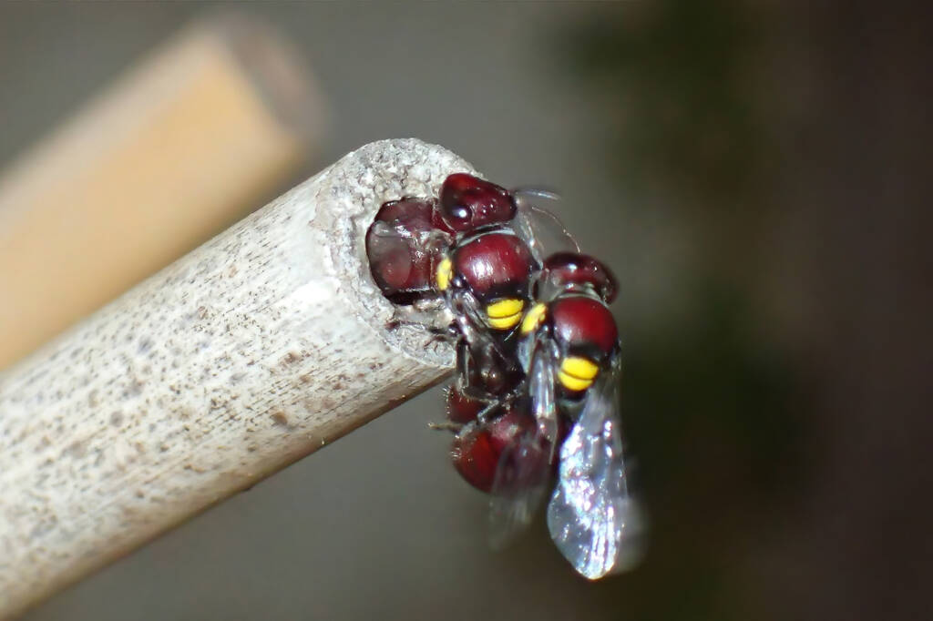 Meroglossa rubricata nesting, Midwest WA © Gary Taylor