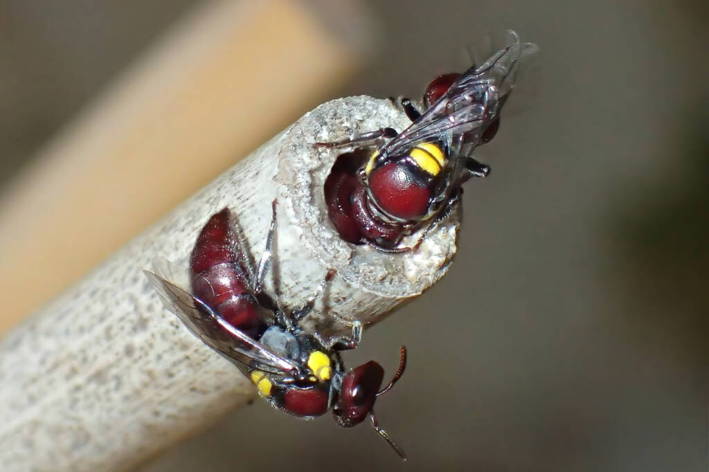 Meroglossa rubricata nesting, Midwest WA © Gary Taylor