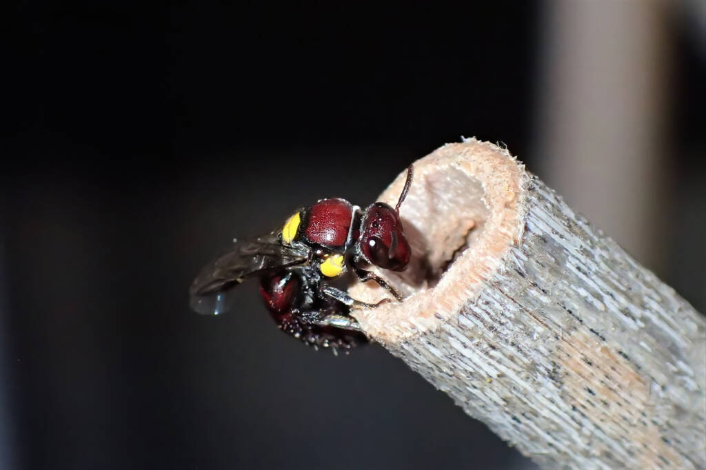 Ruby (Meroglossa rubricata) and the wasp, Midwest WA © Gary Taylor