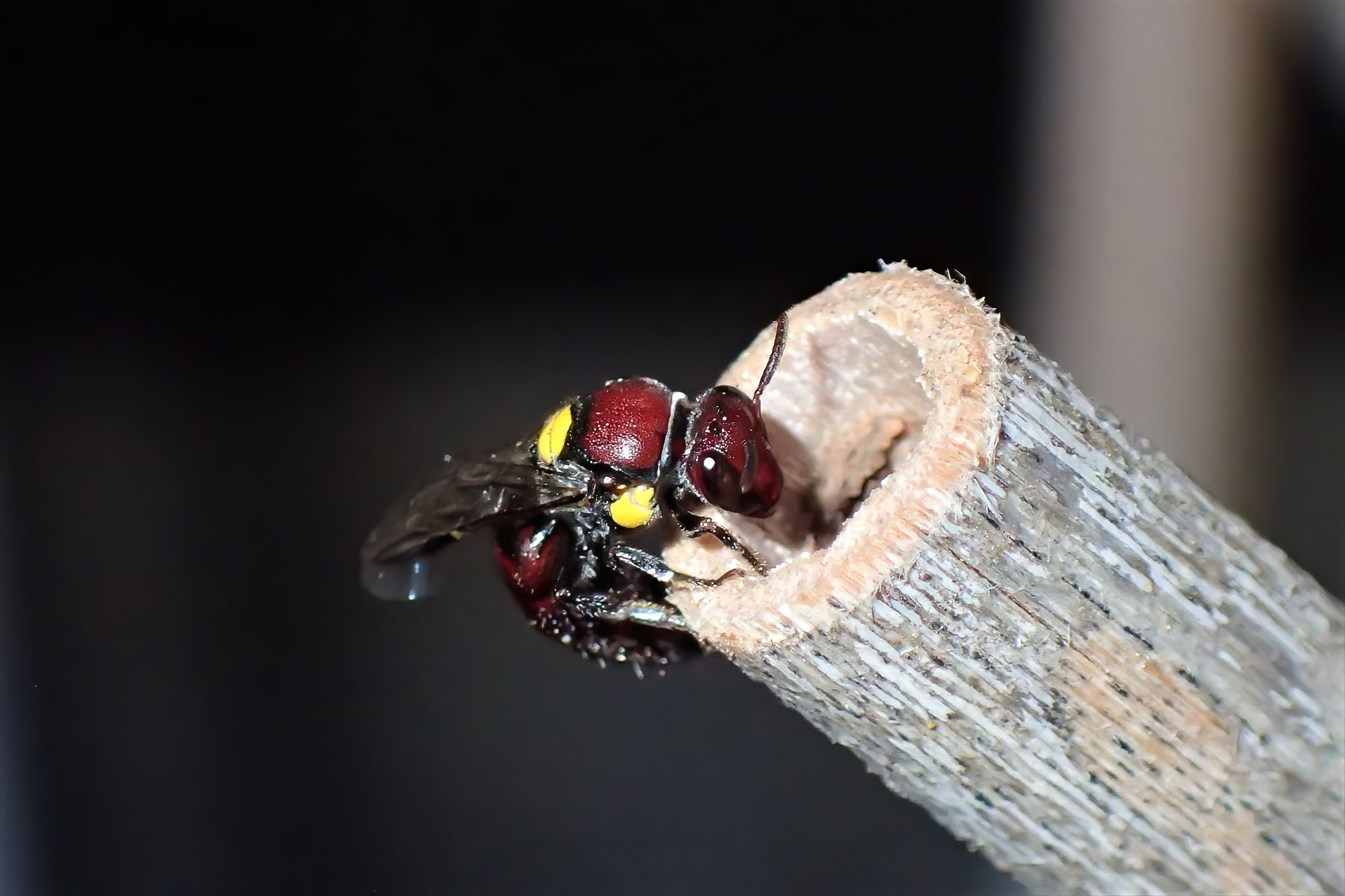 Ruby (Meroglossa rubricata) and the wasp, Midwest WA © Gary Taylor