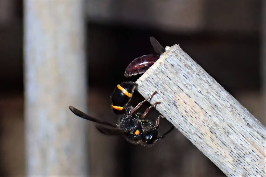Ruby (Meroglossa rubricata) and the wasp, Midwest WA © Gary Taylor