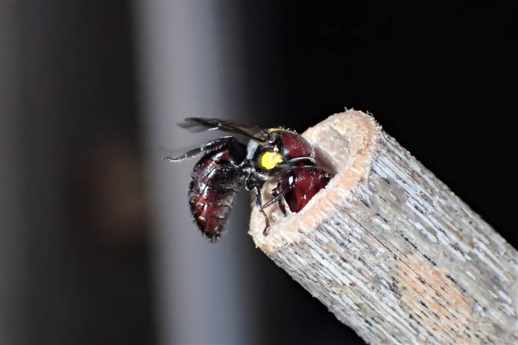 Ruby (Meroglossa rubricata) and the wasp, Midwest WA © Gary Taylor