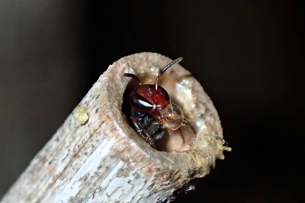 Meroglossa rubricata bubbling, Midwest WA © Gary Taylor