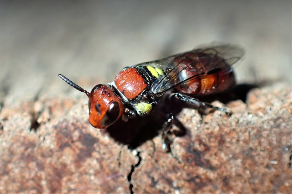 Meroglossa rubricata, Midwest WA © Gary Taylor