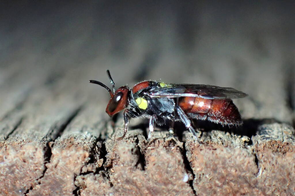 Meroglossa rubricata, Midwest WA © Gary Taylor