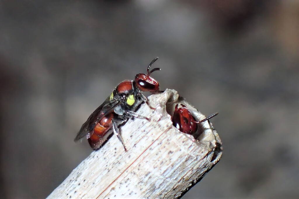 Meroglossa rubricata, Midwest WA © Gary Taylor