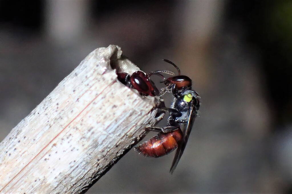 Meroglossa rubricata, Midwest WA © Gary Taylor