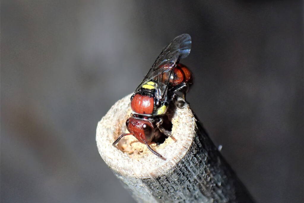 Meroglossa rubricata, Midwest WA © Gary Taylor
