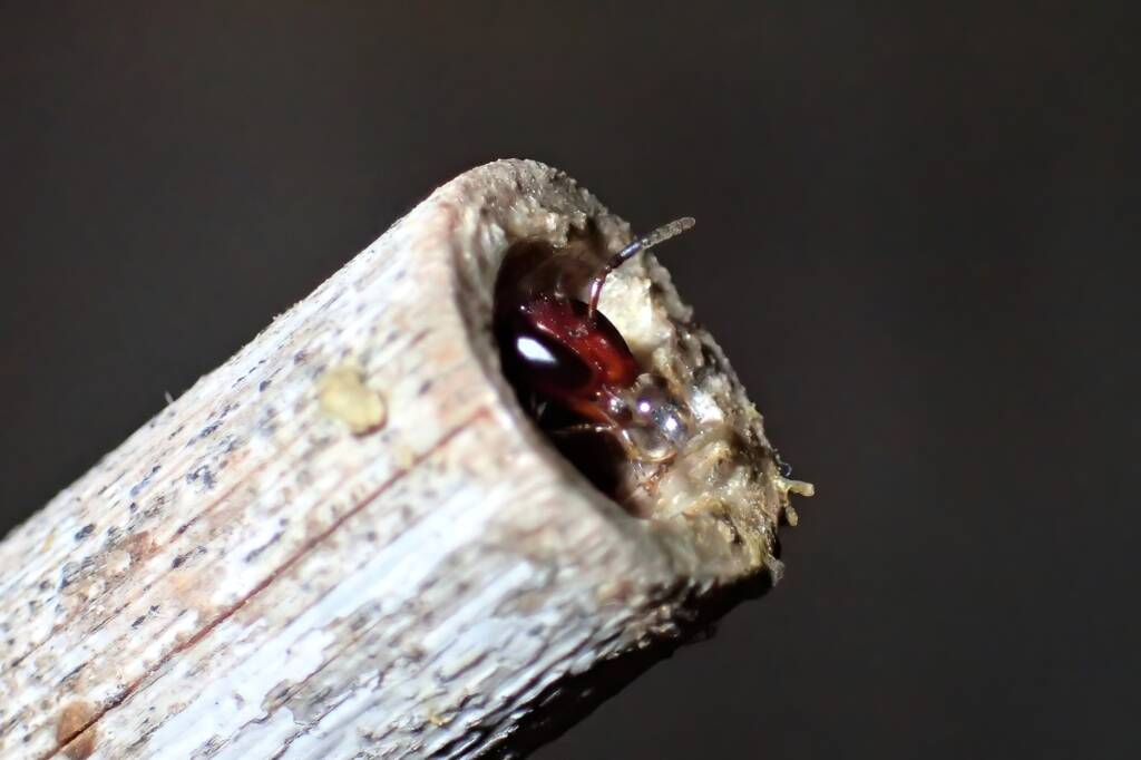 Meroglossa rubricata bubbling, Midwest WA © Gary Taylor