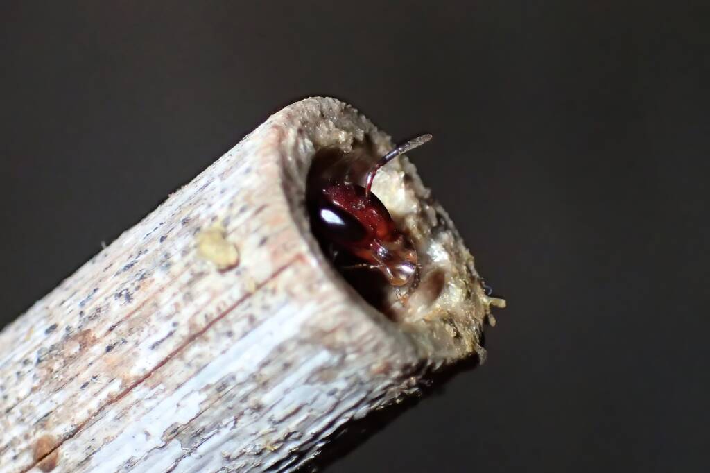 Meroglossa rubricata bubbling, Midwest WA © Gary Taylor