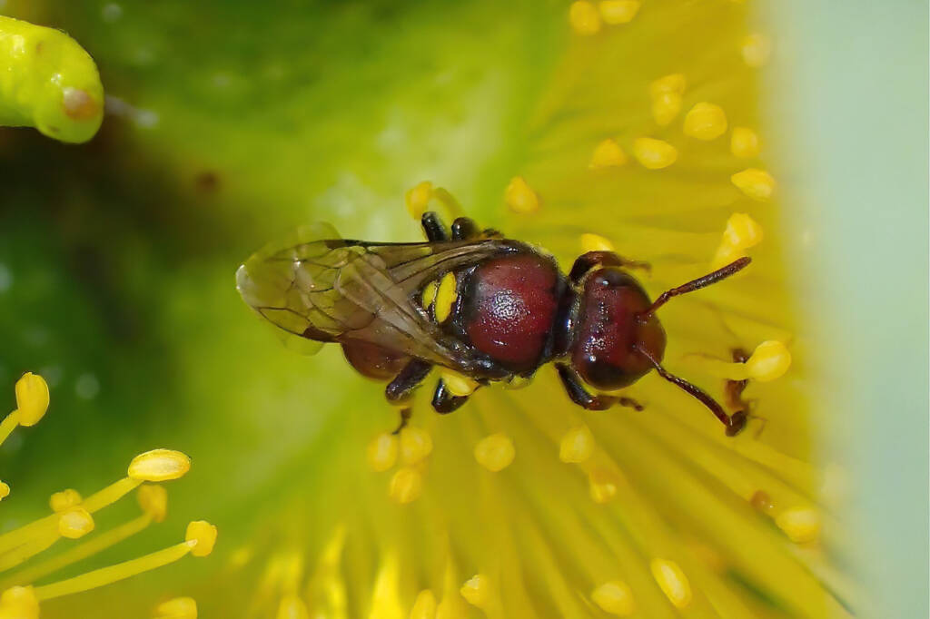 Female Meroglossa rubricata, Midwest WA © Gary Taylor