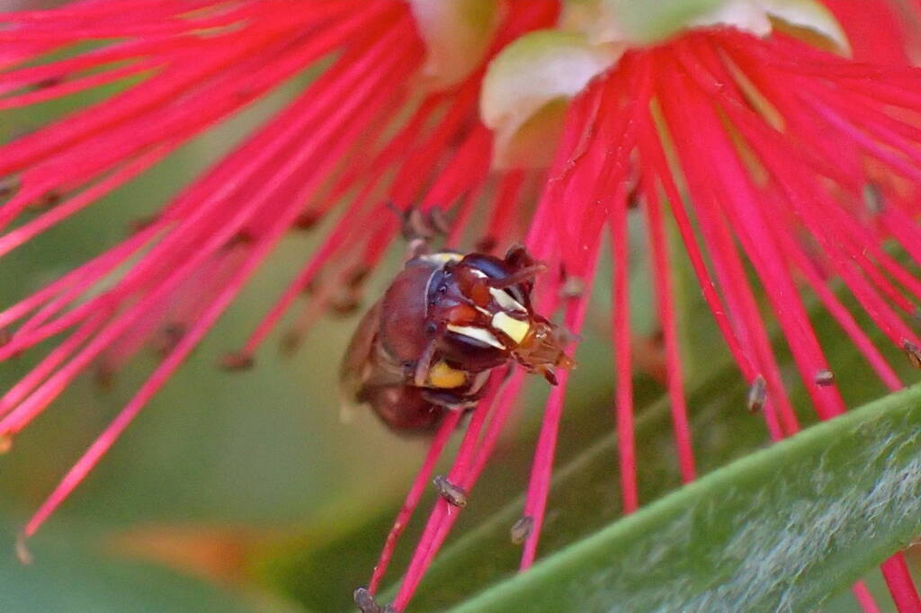 Male Meroglossa rubricata, Midwest WA © Gary Taylor