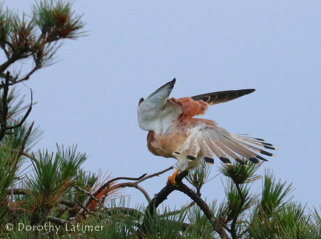 Nankeen Kestrel (Falco cenchroides) © Dorothy Latimer