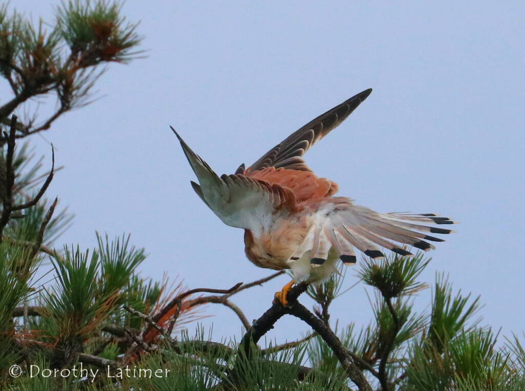 Nankeen Kestrel (Falco cenchroides) © Dorothy Latimer