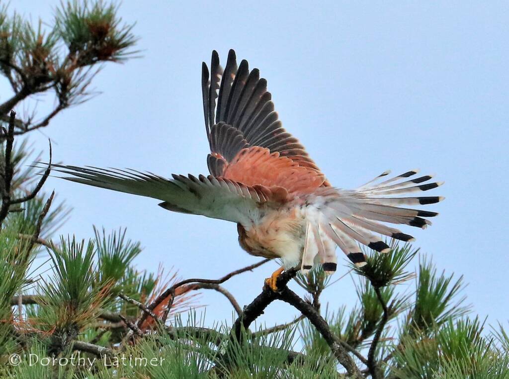 Nankeen Kestrel (Falco cenchroides) © Dorothy Latimer