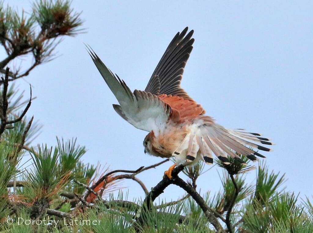 Nankeen Kestrel (Falco cenchroides) © Dorothy Latimer