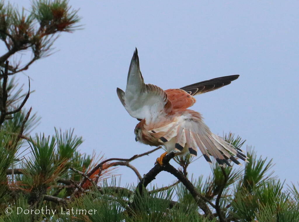 Nankeen Kestrel (Falco cenchroides) © Dorothy Latimer