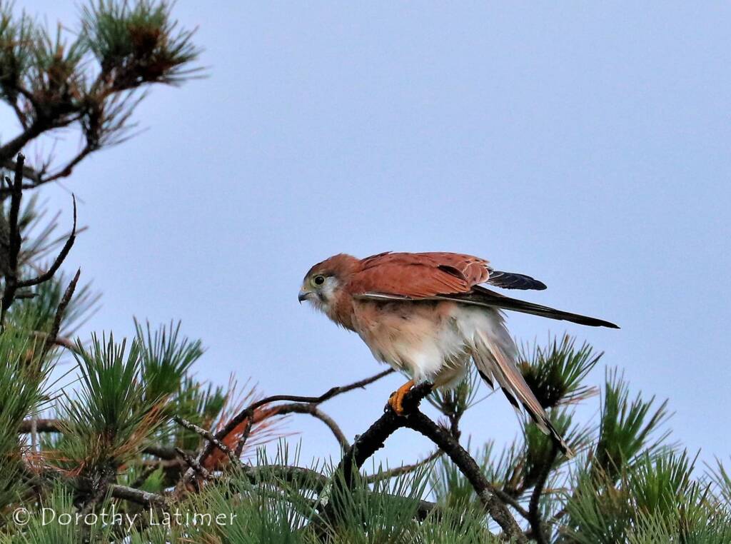 Nankeen Kestrel (Falco cenchroides) © Dorothy Latimer