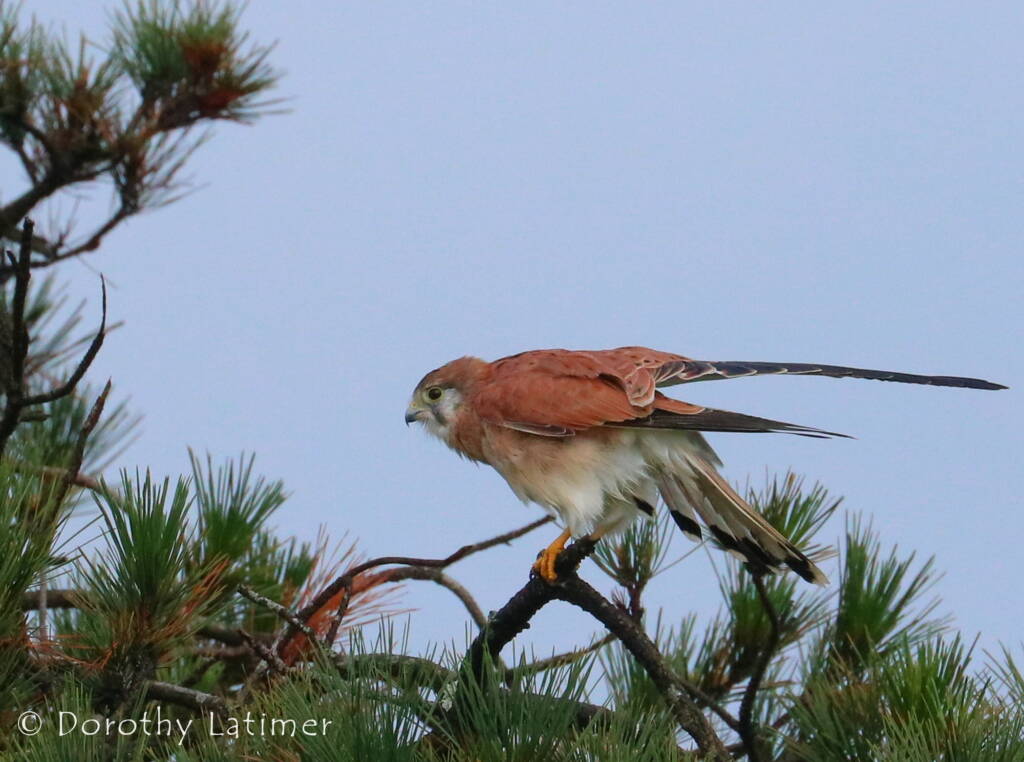 Nankeen Kestrel (Falco cenchroides) © Dorothy Latimer