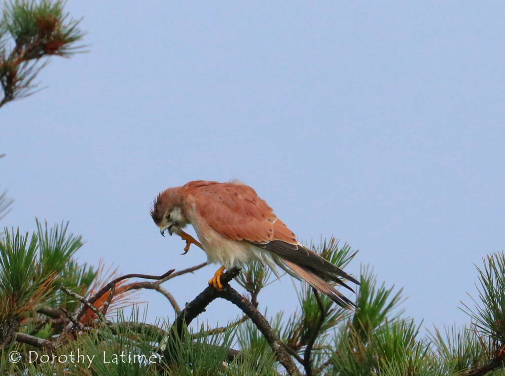 Nankeen Kestrel (Falco cenchroides) © Dorothy Latimer
