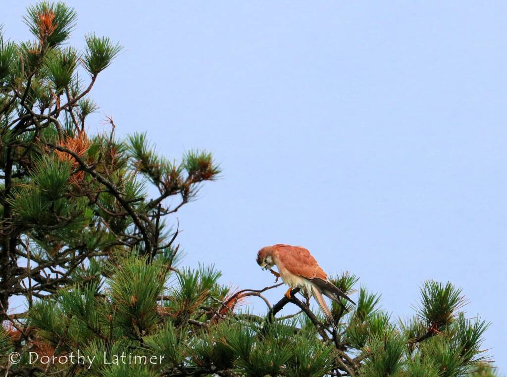 Nankeen Kestrel (Falco cenchroides) © Dorothy Latimer