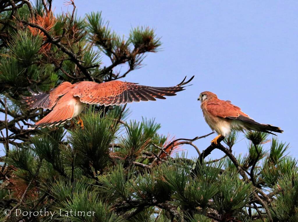 Nankeen Kestrel (Falco cenchroides) © Dorothy Latimer