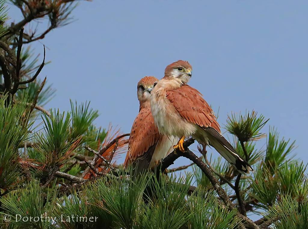 Nankeen Kestrel (Falco cenchroides) © Dorothy Latimer
