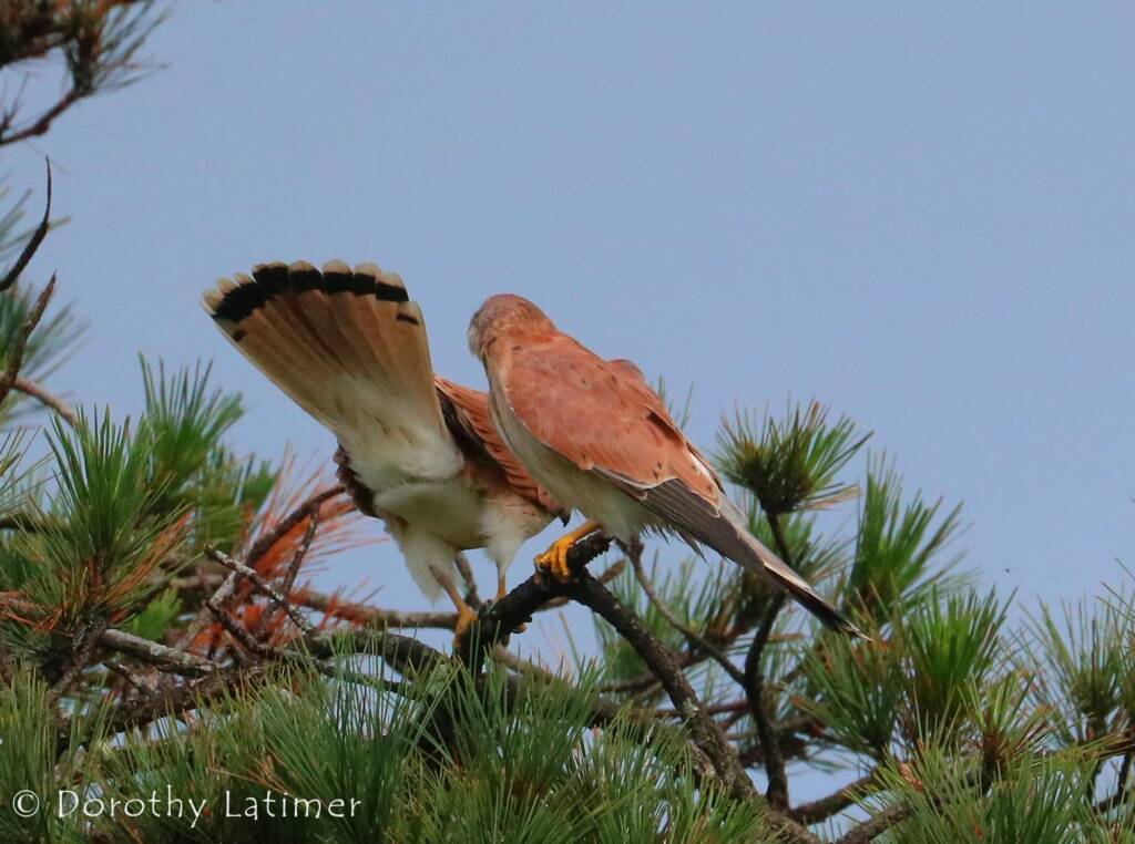 Nankeen Kestrel (Falco cenchroides) © Dorothy Latimer