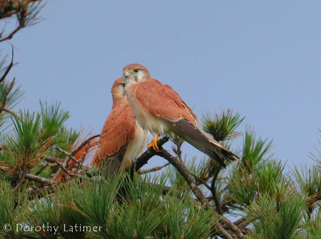 Nankeen Kestrel (Falco cenchroides) © Dorothy Latimer