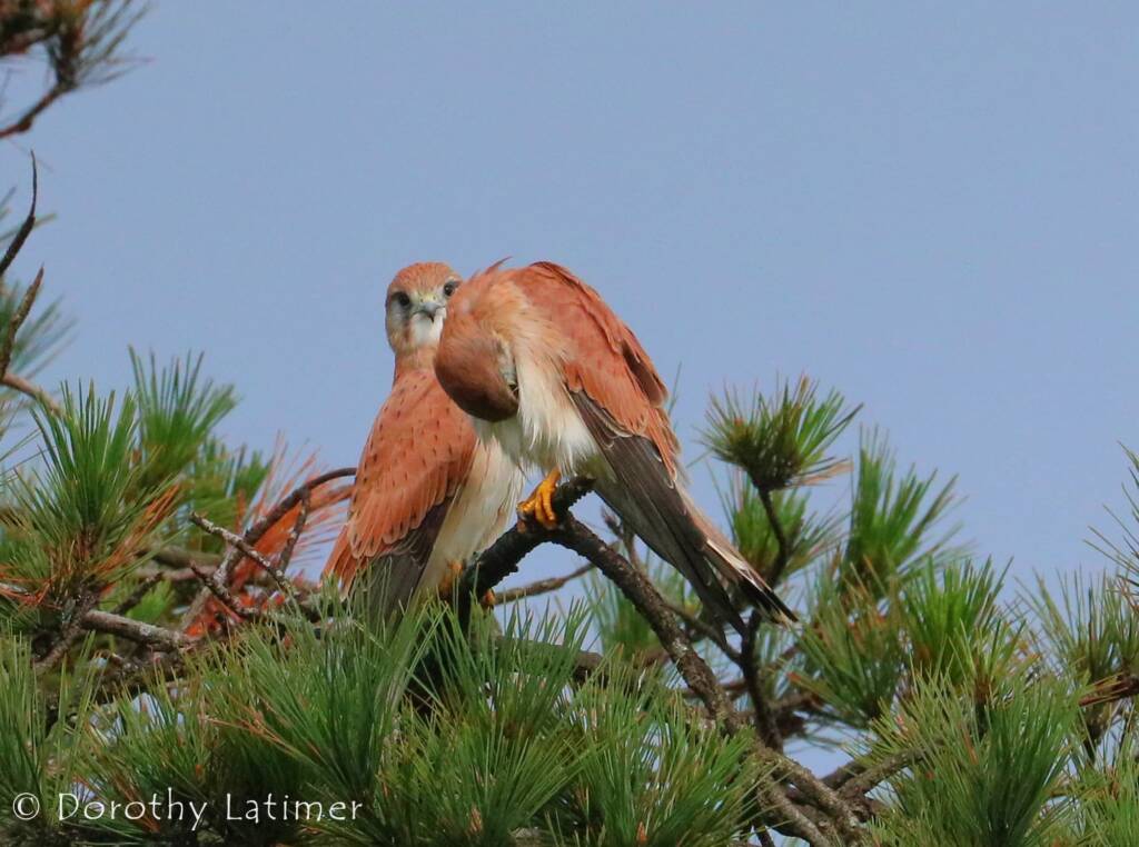 Nankeen Kestrel (Falco cenchroides) © Dorothy Latimer
