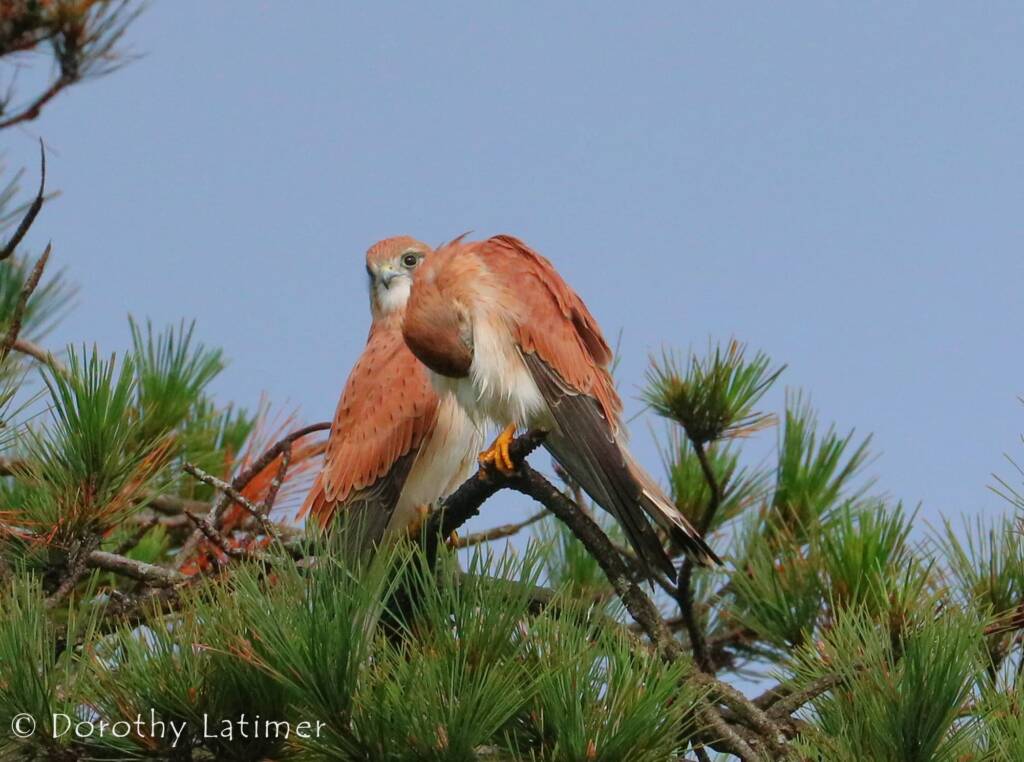 Nankeen Kestrel (Falco cenchroides) © Dorothy Latimer