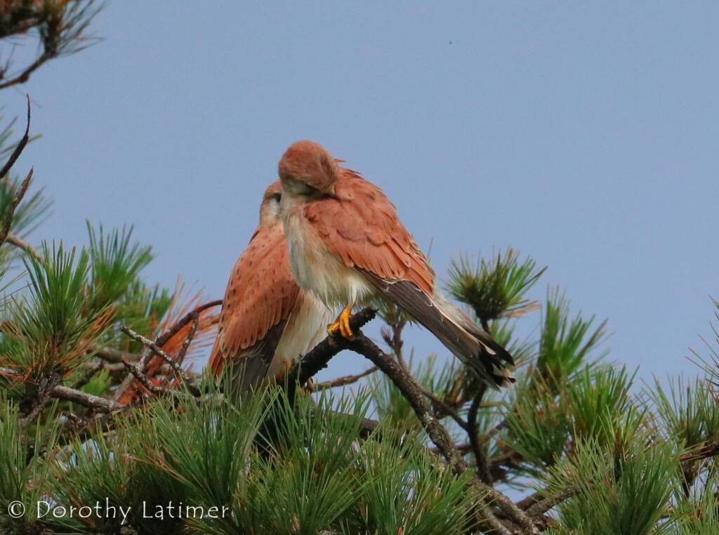 Nankeen Kestrel (Falco cenchroides) © Dorothy Latimer