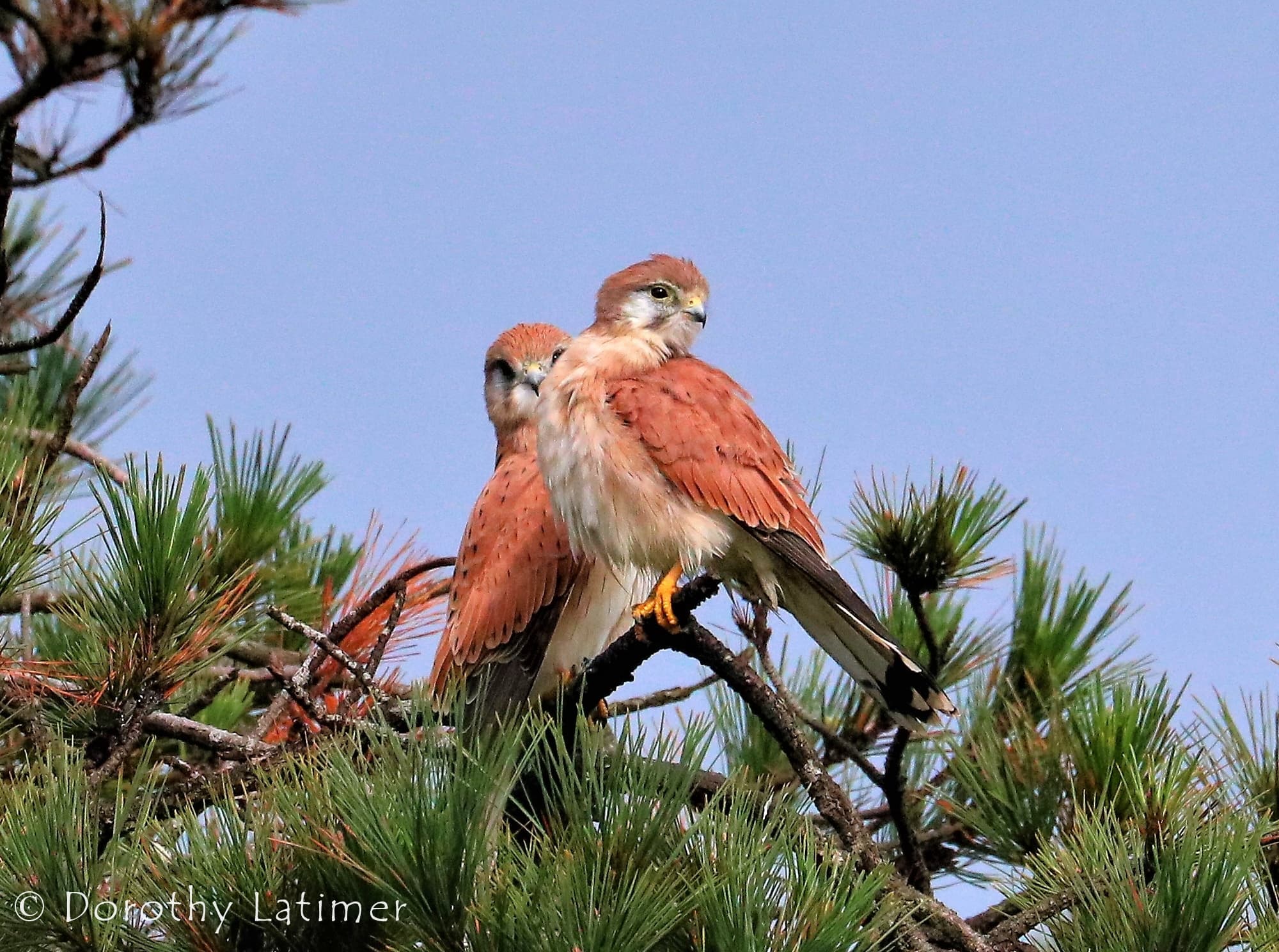 Nankeen Kestrel (Falco cenchroides) © Dorothy Latimer